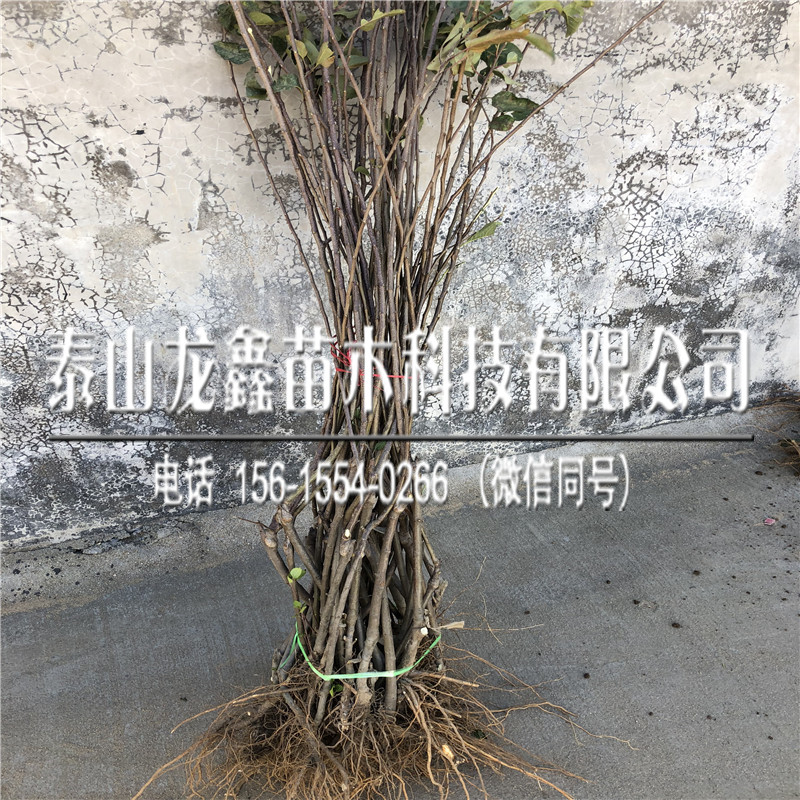 矮化苹果树苗哪里有？苹果树苗哪里有出售？