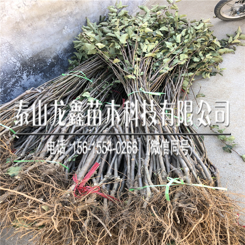 煙富8蘋果苗價(jià)格、煙富8蘋果苗多少錢一株