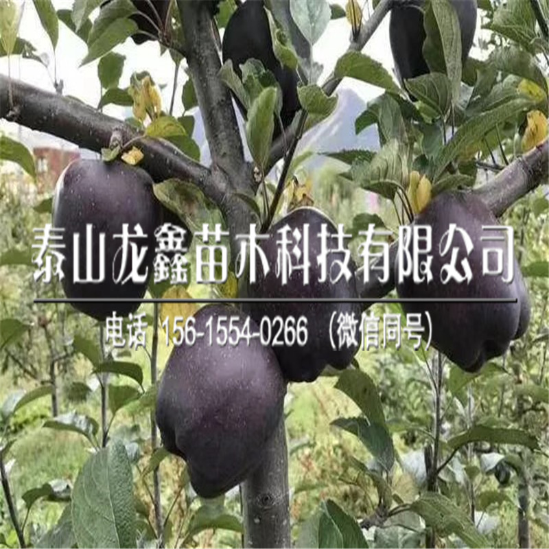 山東煙富蘋(píng)果苗價(jià)格、煙富蘋(píng)果苗哪里供應