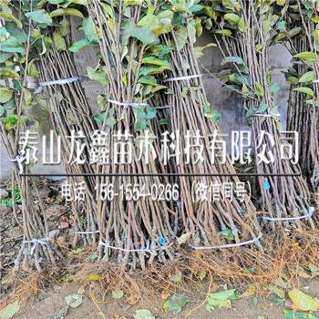 出售煙富8號蘋果樹苗價格、煙富8號蘋果樹苗批發(fā)價格是多少