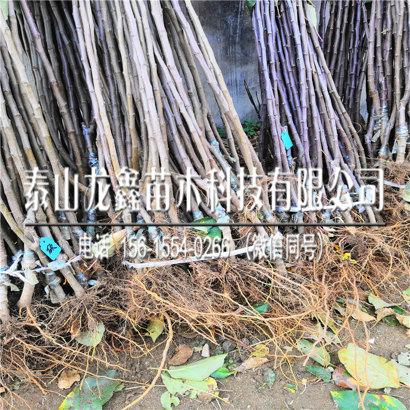 矮化蘋(píng)果樹(shù)苗基地、蘋(píng)果樹(shù)苗繁育基地