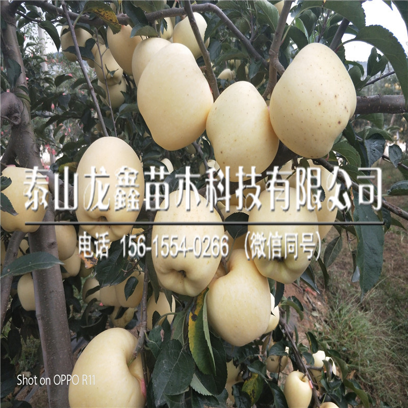 煙富8蘋果苗價(jià)格、煙富8蘋果苗多少錢一株