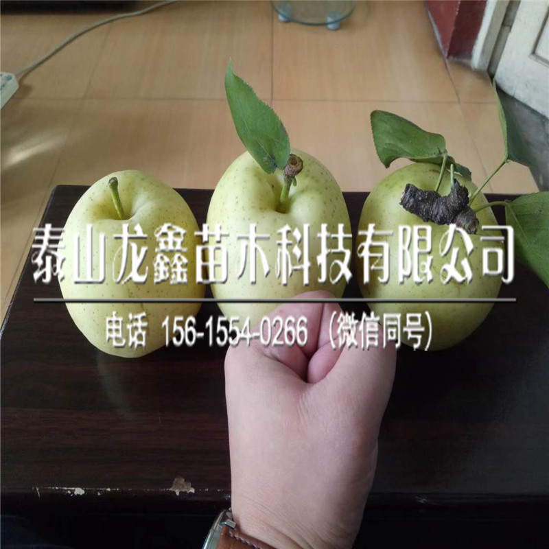 批發(fā)煙富8蘋果苗哪里有？煙富8蘋果苗哪里有賣的？