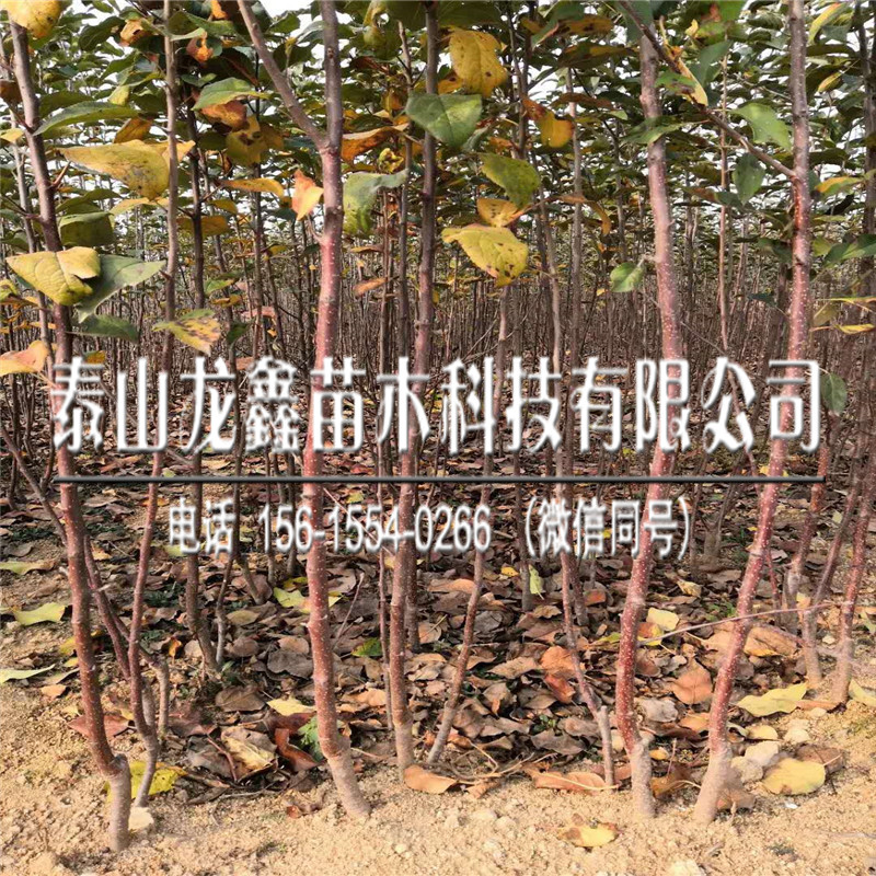 今年煙富10蘋果樹苗價(jià)格、煙富10蘋果樹苗一株多少錢