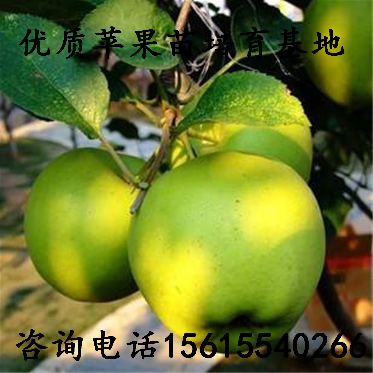 組培煙富10蘋果樹苗批發(fā)、煙富10蘋果樹苗批發(fā)零售