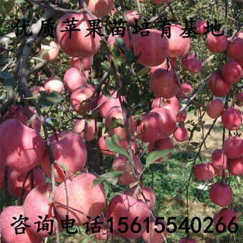 矮化煙富10蘋果苗價(jià)格、煙富10蘋果苗出售單價(jià)