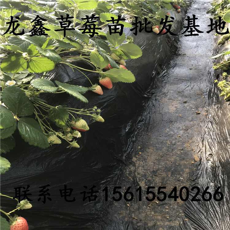 出售牛奶草莓苗、牛奶草莓苗批发什么价格、牛奶草莓苗