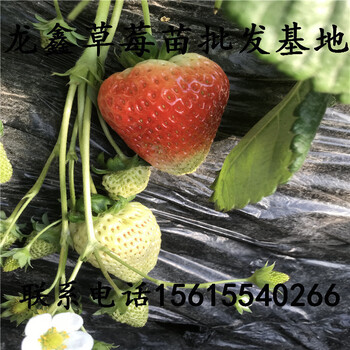 购买红颜草莓苗出售、红颜草莓苗出售