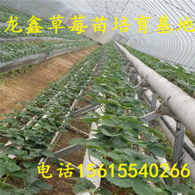 供应佐贺清香草莓苗批发、佐贺清香草莓苗批发多少钱图片