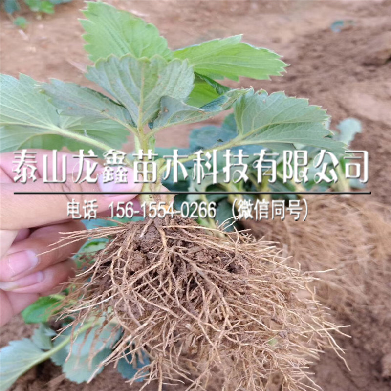 今年天仙醉草莓苗基地、天仙醉草莓苗繁育基地