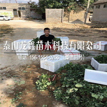 山东全草莓苗批发、全草莓苗批发价格