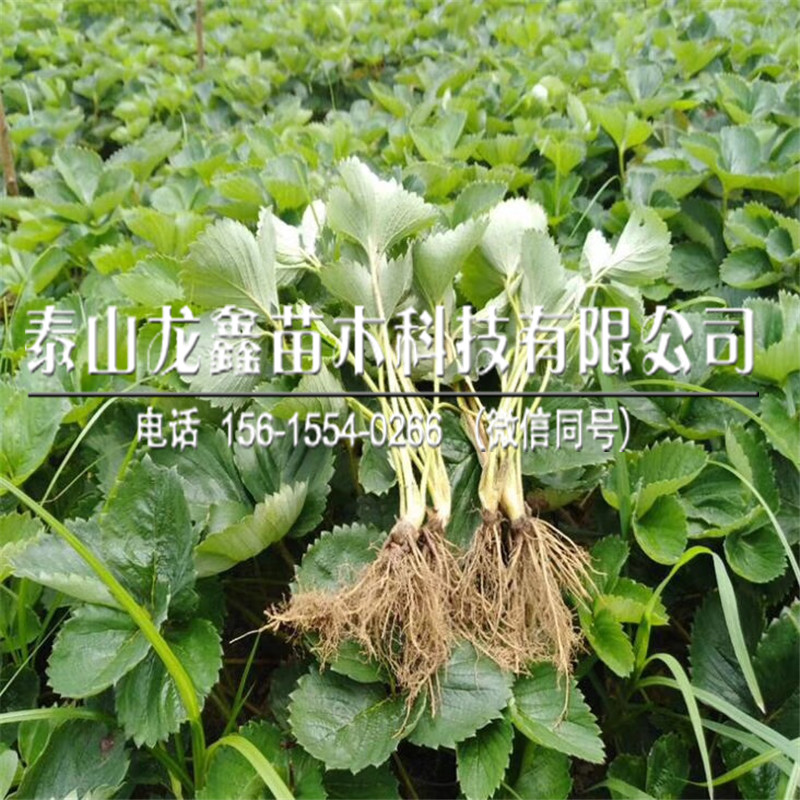 哪有太空2008草莓苗哪里有賣(mài)、太空2008草莓苗哪里有賣(mài)