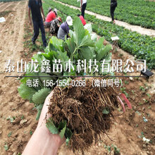 批发太空2008草莓苗多少钱、太空2008草莓苗多少钱图片