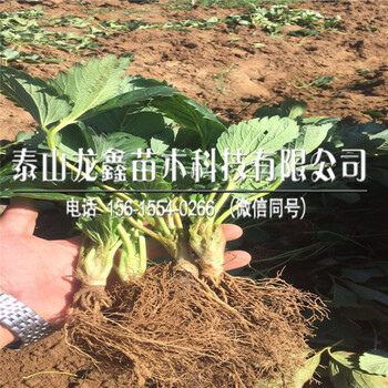 出售牛奶草莓苗、牛奶草莓苗批发什么价格、牛奶草莓苗