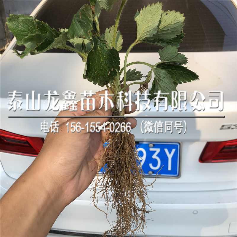 供应章姬草莓苗批发价格是多少、章姬草莓苗批发价格是多少