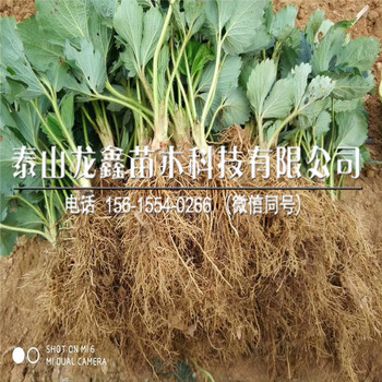 种植九香草莓苗一亩地栽多少棵、九香草莓苗一亩地栽多少棵