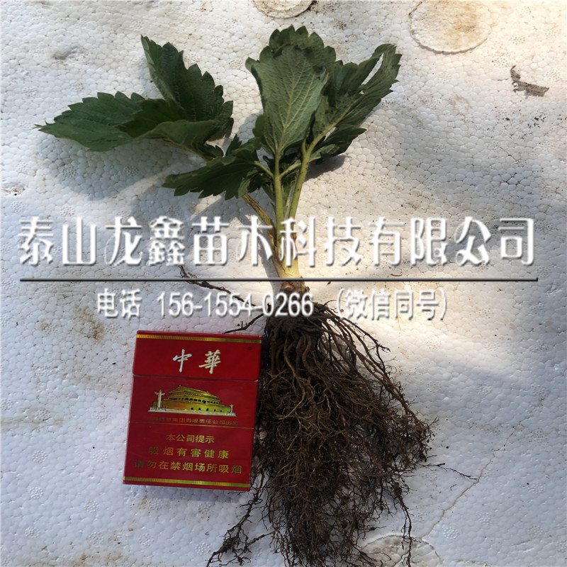 批发宁玉草莓苗几年结果、宁玉草莓苗几年结果