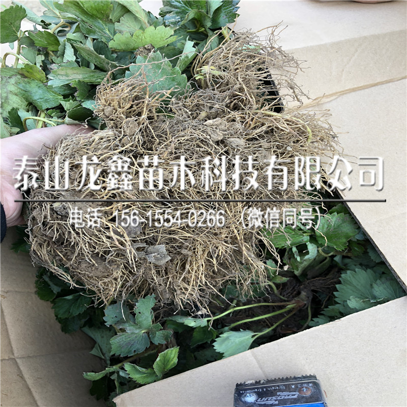 种植妙香草莓苗哪里有