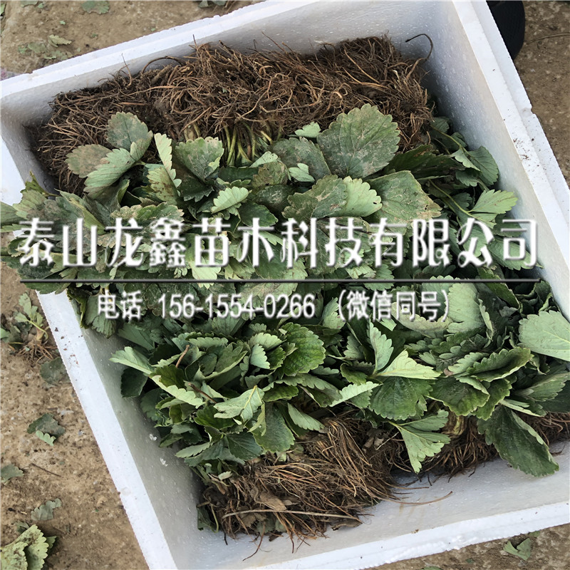 山東淡雪草莓苗、淡雪草莓苗管理技術(shù)、淡雪草莓苗