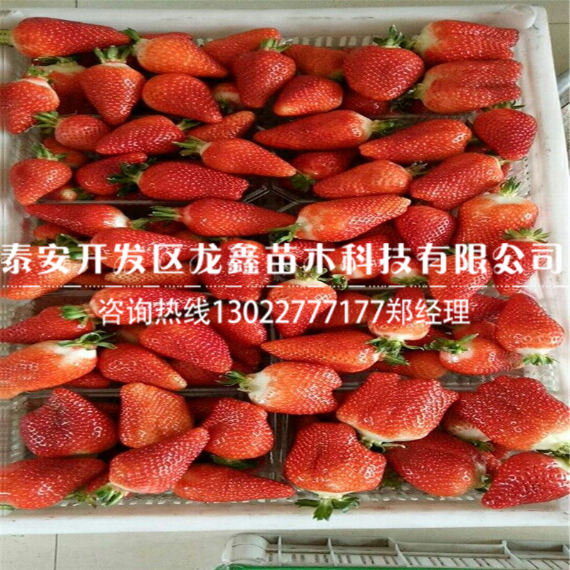 基地法兰地草莓苗、法兰地草莓苗多少钱一棵、法兰地草莓苗