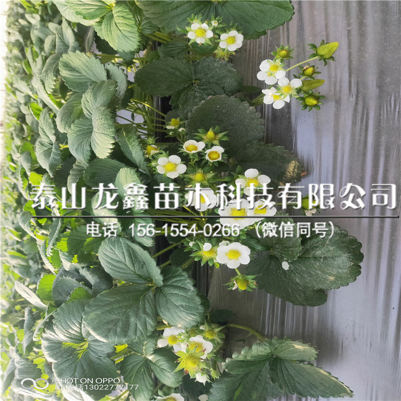 种植艳丽草莓苗、艳丽草莓苗批发、艳丽草莓苗