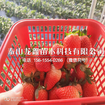 供应四季草莓苗、四季草莓苗基地、四季草莓苗