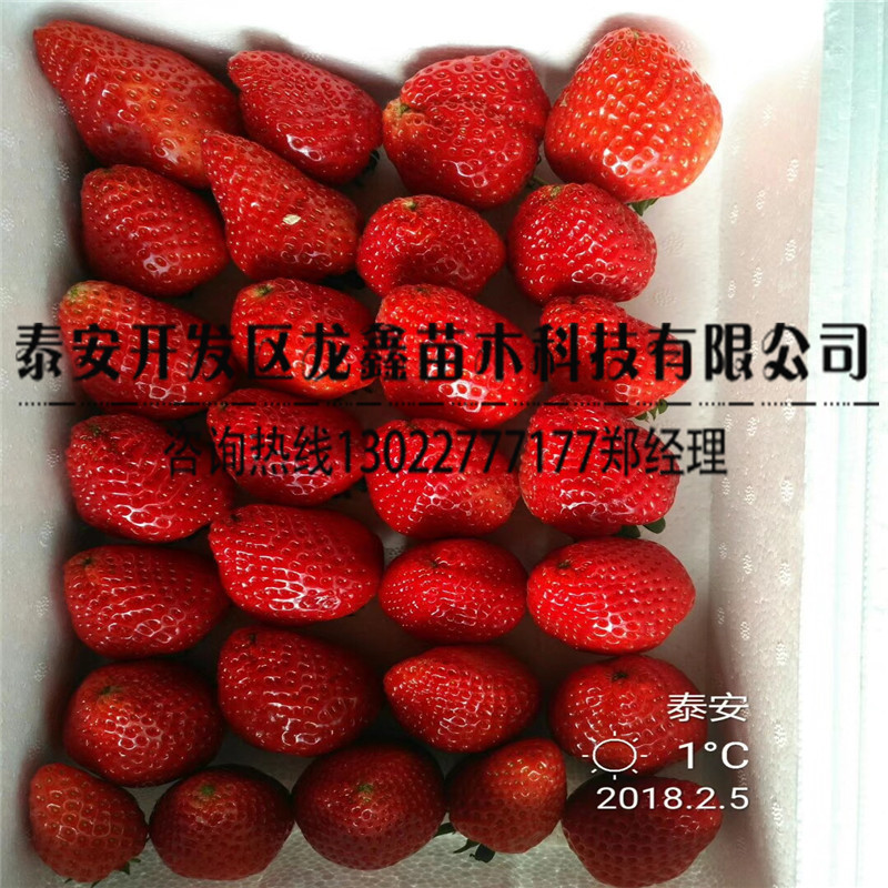 供应妙香3号草莓苗出售基地、妙香3号草莓苗出售基地
