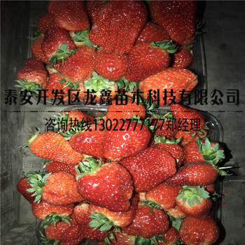 出售红颜99草莓苗价格哪里便宜、红颜99草莓苗价格哪里便宜