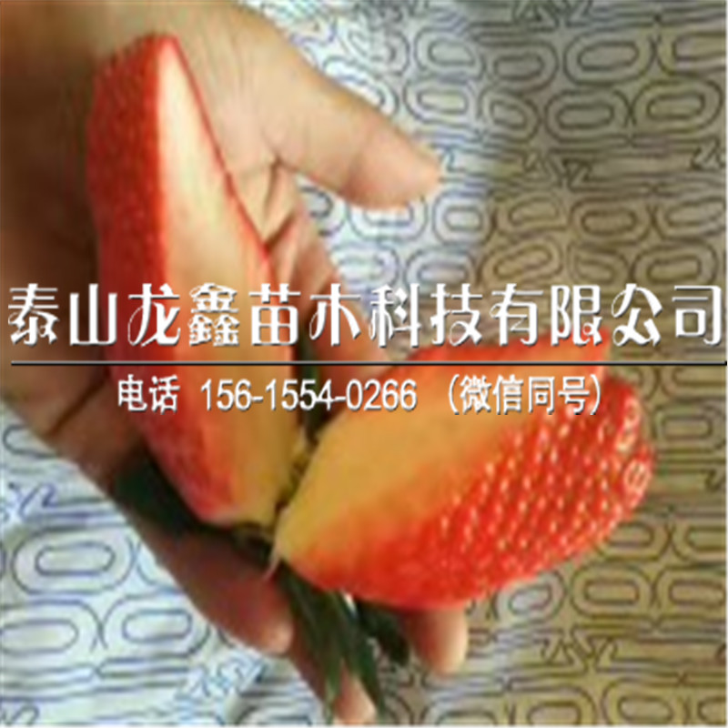 妙香3号草莓苗什么时间成熟、妙香3号草莓苗什么时间成熟
