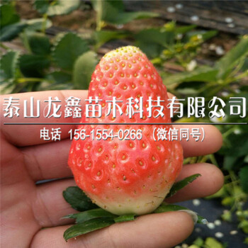 批发红颜99草莓苗、红颜99草莓苗出售多少钱、红颜99草莓苗