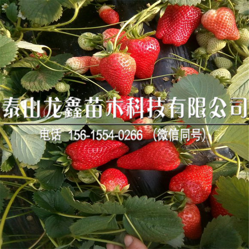 产地丰香草莓苗一亩地栽植多少棵、丰香草莓苗一亩地栽植多少棵