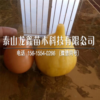 布蘭瑞克無花果苗產(chǎn)地在哪里、布蘭瑞克無花果苗產(chǎn)地在哪里