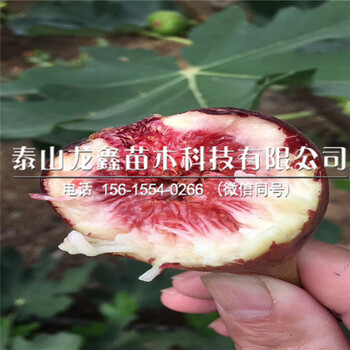 斯特拉無花果樹苗種植技術(shù)、斯特拉無花果樹苗種植技術(shù)