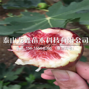 无花果树苗批发基地、无花果树苗批发基地