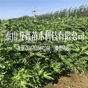 斯特拉無花果樹苗品種、斯特拉無花果樹苗品種