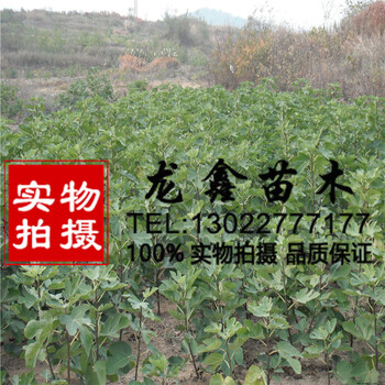 波姬紅無花果樹苗幾年結(jié)果、波姬紅無花果樹苗幾年結(jié)果