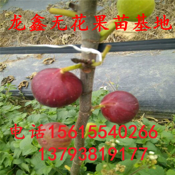 波姬红无花果树苗一亩地栽植多少棵、波姬红无花果树苗一亩地栽植多少棵