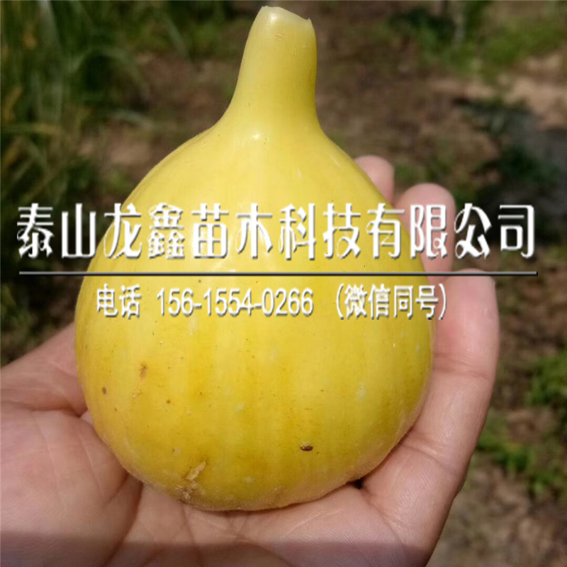 斯特拉無(wú)花果苗品種介紹、斯特拉無(wú)花果苗品種介紹