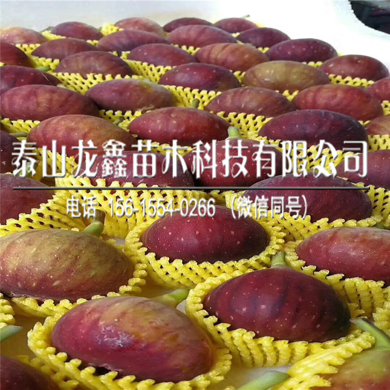斯特拉無花果樹苗批發(fā)價(jià)位、斯特拉無花果樹苗批發(fā)價(jià)位
