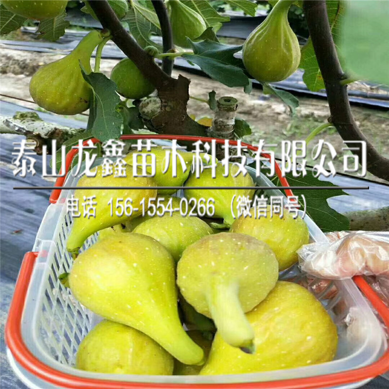 斯特拉無花果苗出售批發、斯特拉無花果苗出售批發