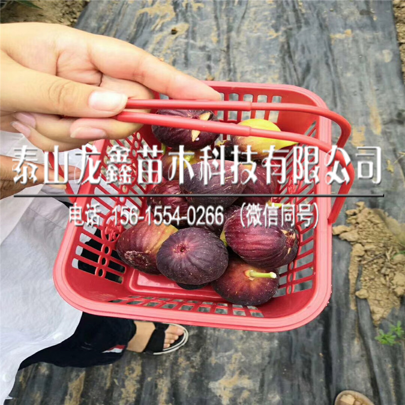 布蘭瑞克無花果苗一株多少錢、布蘭瑞克無花果苗一株多少錢
