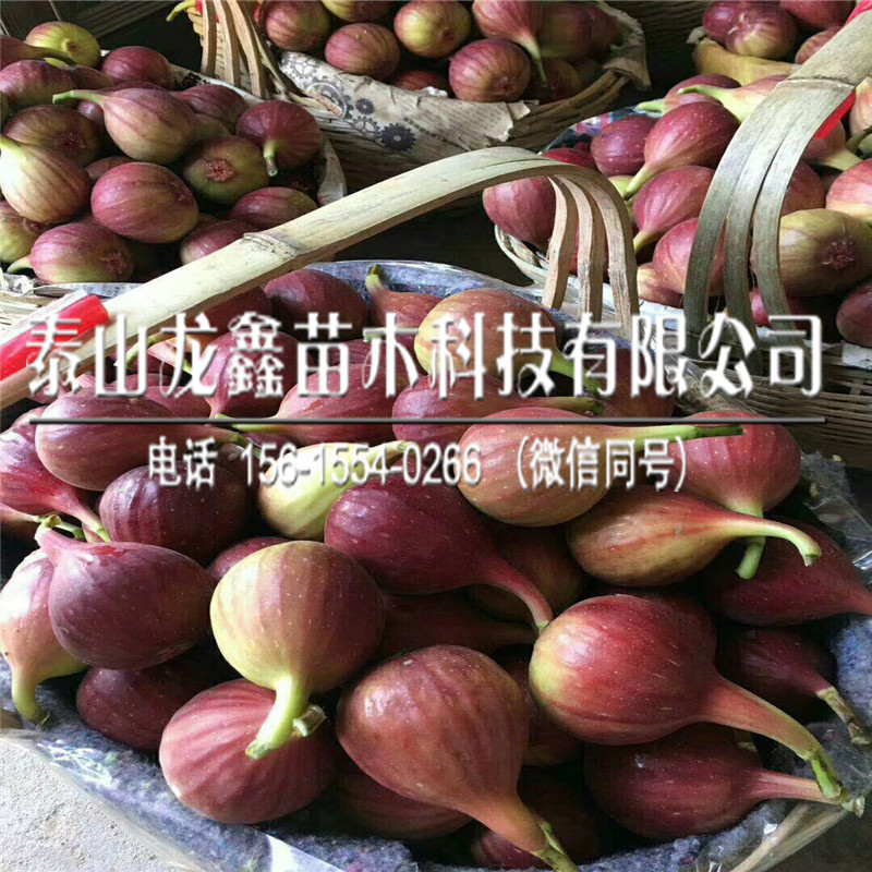 芭勞奈無花果苗幾年結(jié)果、芭勞奈無花果苗幾年結(jié)果