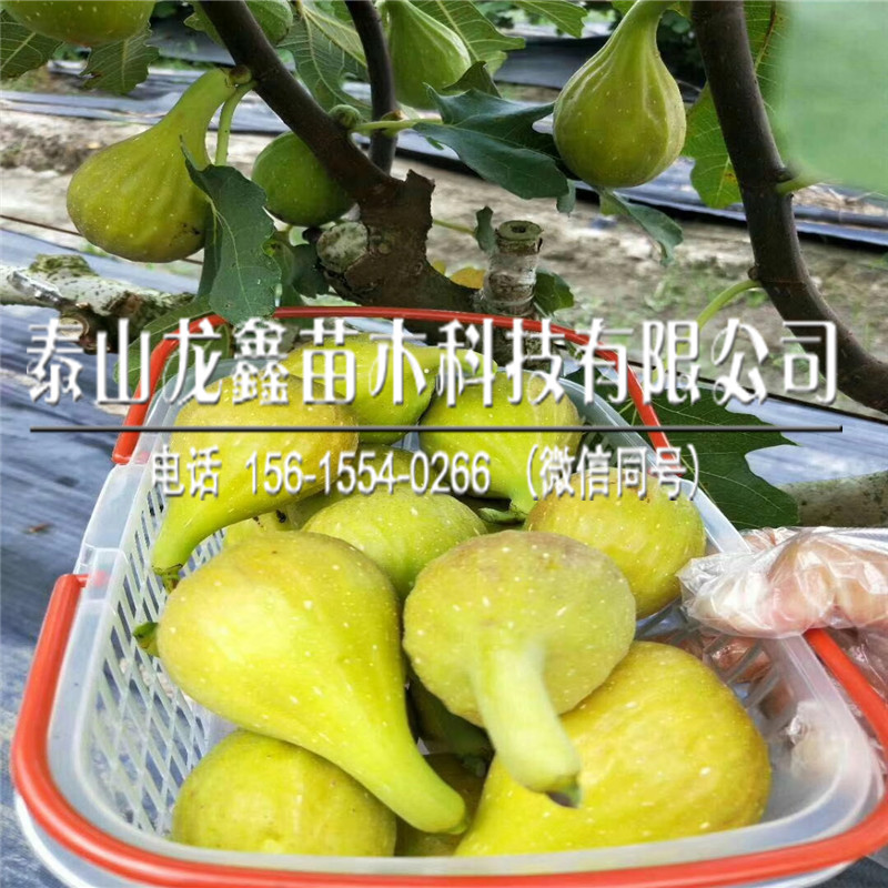 日本紫果無(wú)花果苗、一畝地產(chǎn)多少斤、日本紫果無(wú)花果苗、一畝地產(chǎn)多少斤