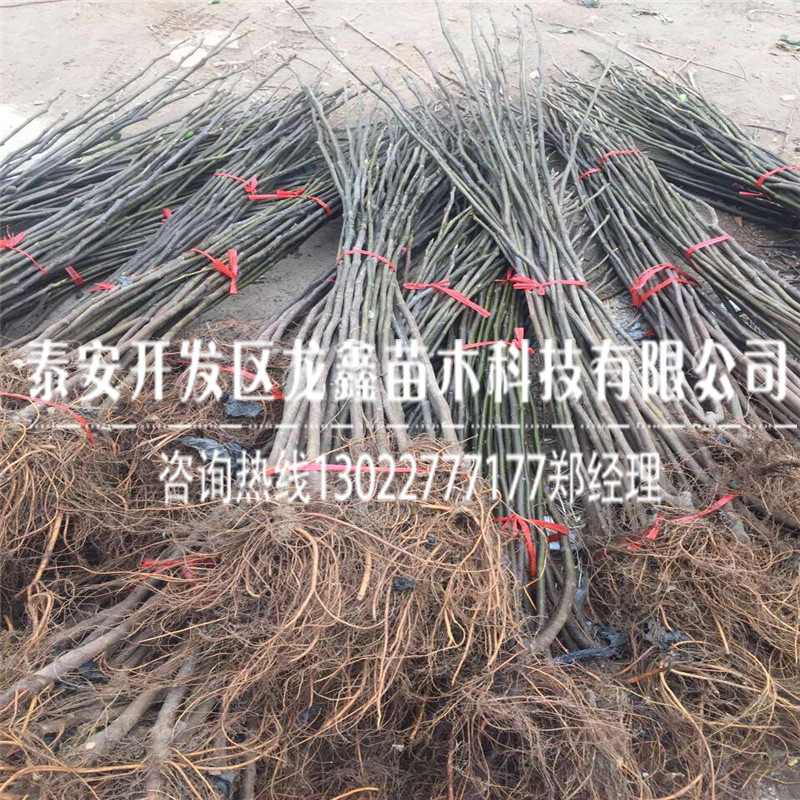無花果樹苗報(bào)價(jià)、無花果樹苗報(bào)價(jià)