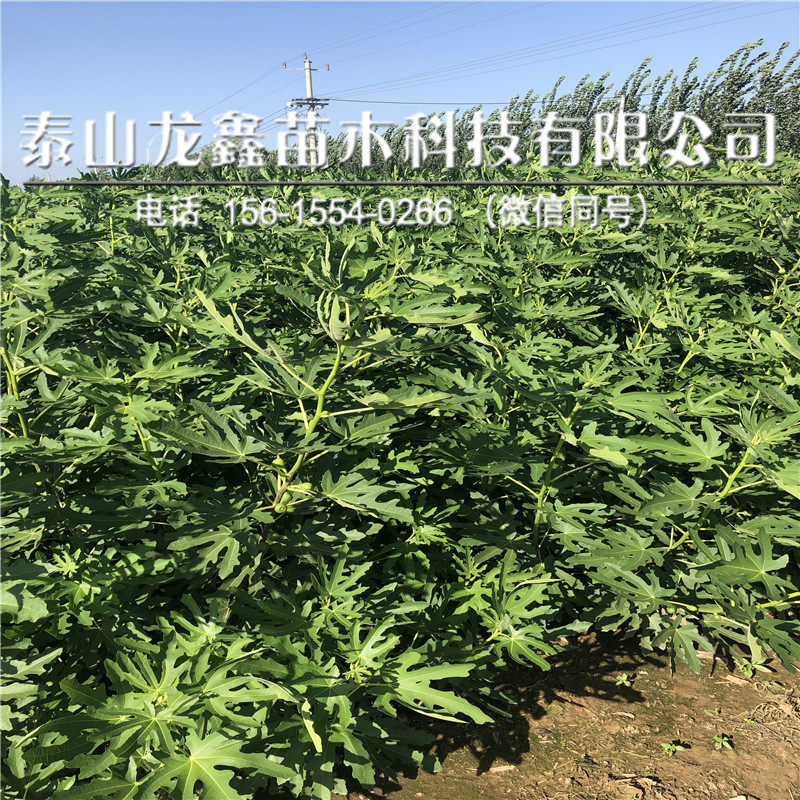 斯特拉無花果樹苗一畝地栽植多少棵、斯特拉無花果樹苗一畝地栽植多少棵
