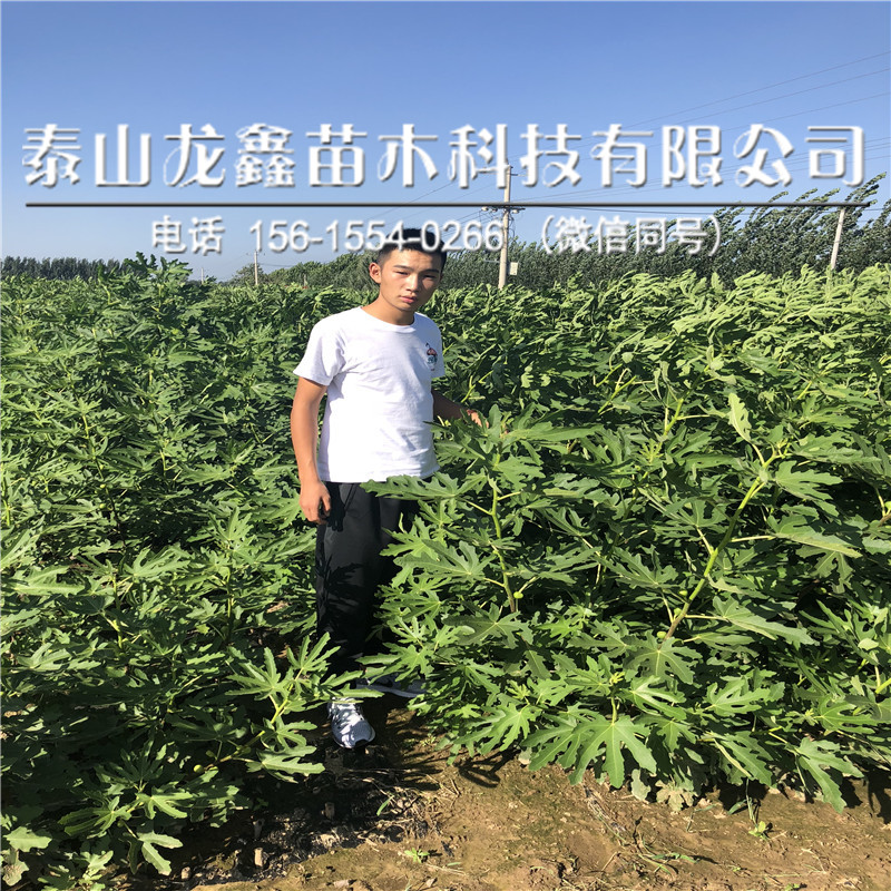 波姬紅無花果苗怎么種、波姬紅無花果苗怎么種