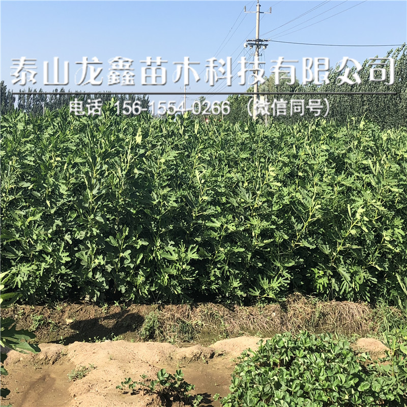 無(wú)花果苗怎么種、無(wú)花果苗怎么種