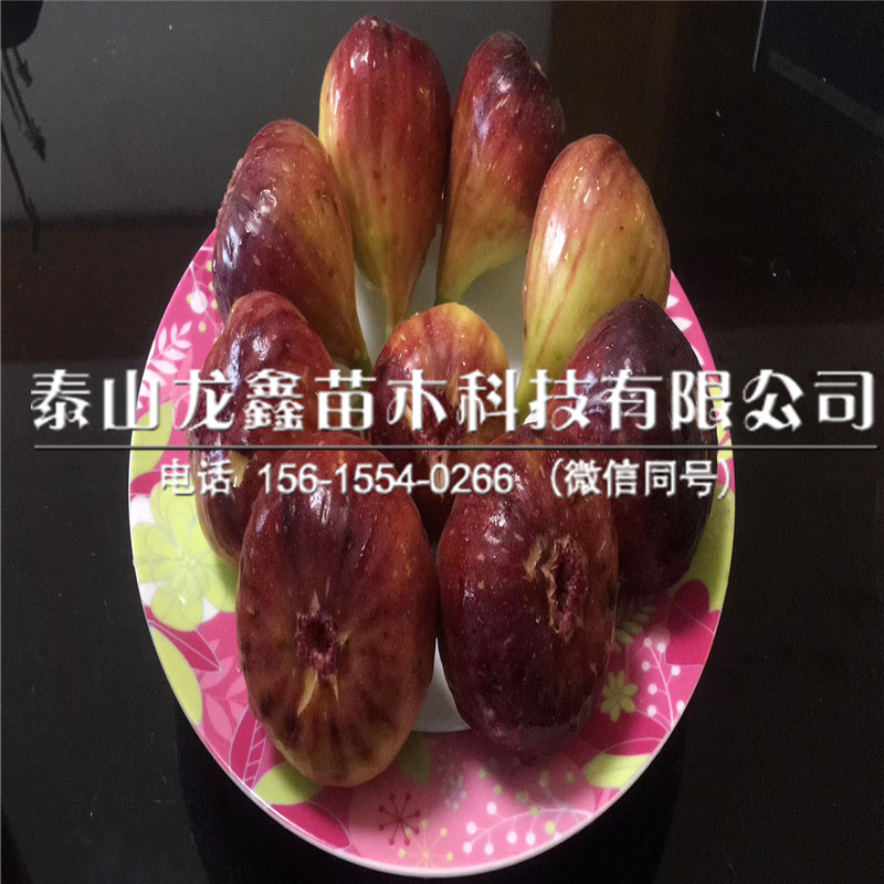 無花果樹苗出售基地、無花果樹苗出售基地