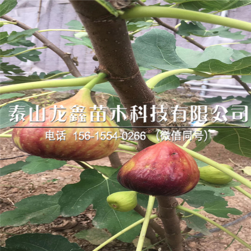 芭勞奈無花果苗幾年結(jié)果、芭勞奈無花果苗幾年結(jié)果