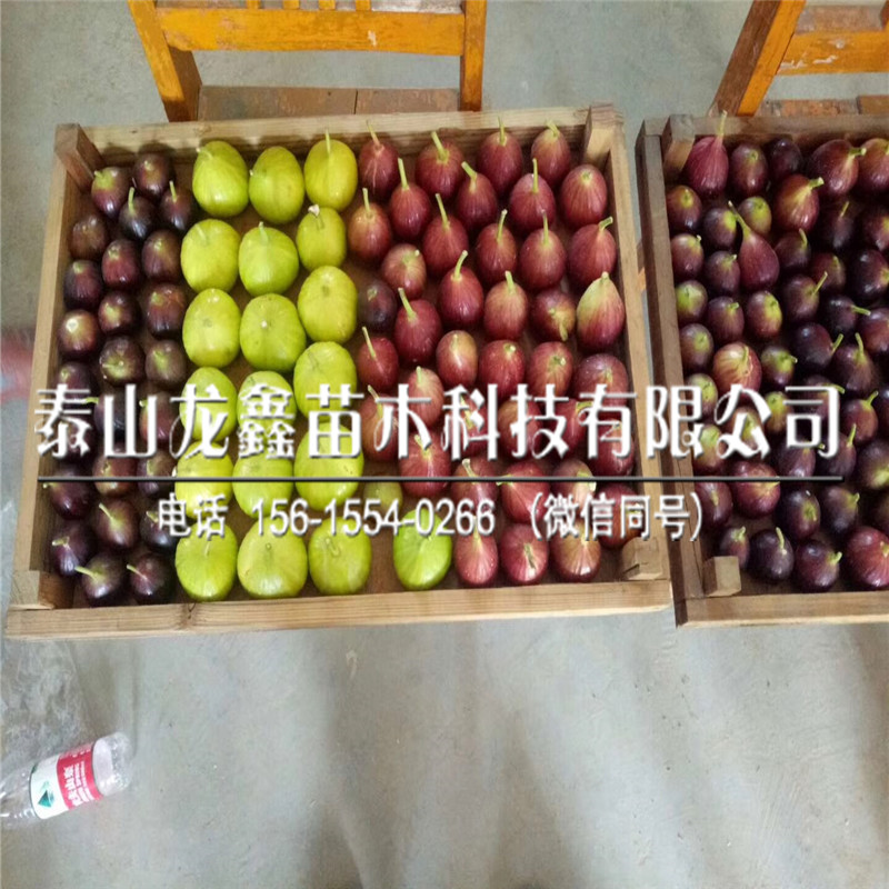 斯特拉無花果樹苗幾年結(jié)果、斯特拉無花果樹苗幾年結(jié)果